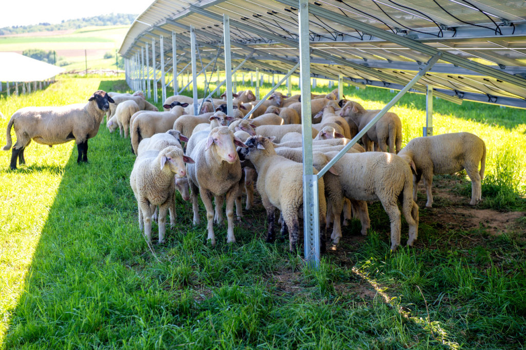 Schafe im Solarpark Seifertshofen