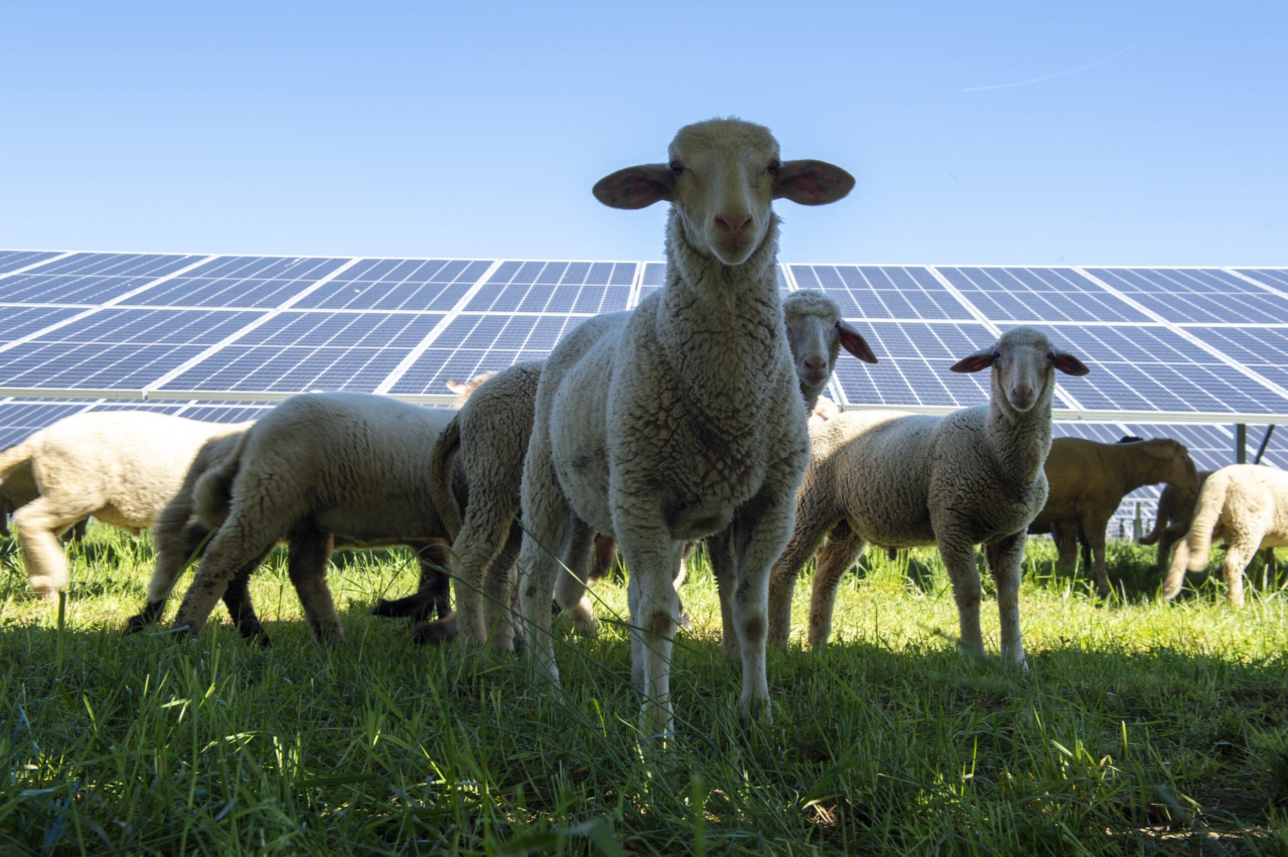 Mehrere Schafe im Schatten von Solarmodulen, die direkt in die Kamera blicken.