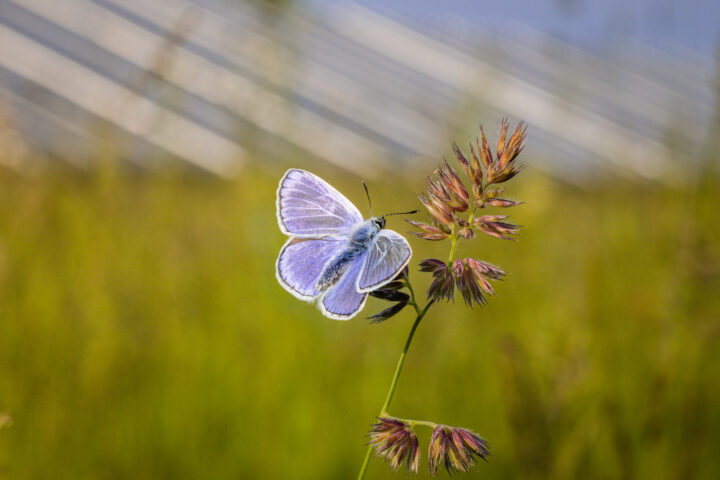 Blauer Schmetterling auf Weizen. Im Hintergrund sieht man Solarpanels.